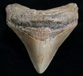 Inch Posterior Megalodon Tooth #4596-2